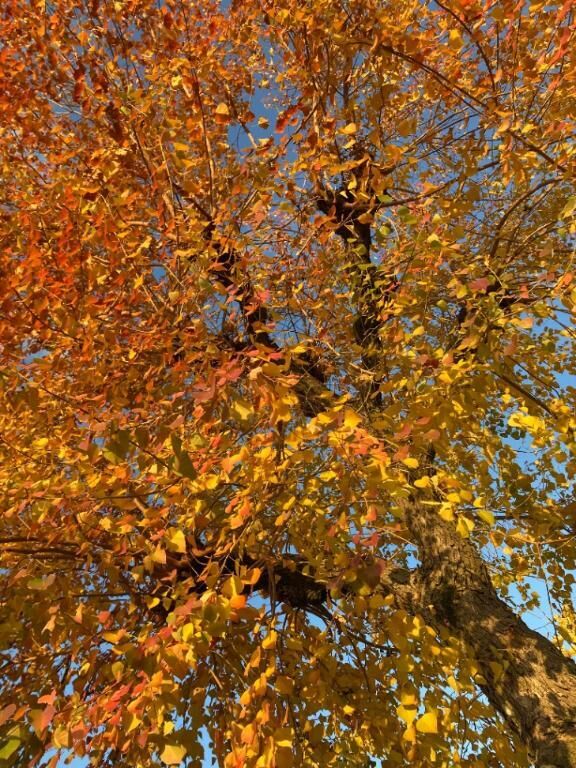 ホームランドきたー！