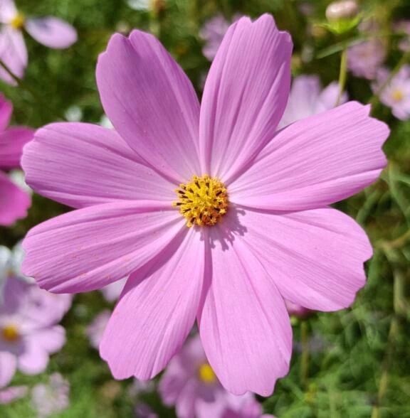 おはりょう