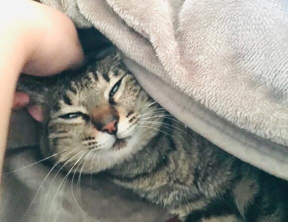 しばしのお別れ