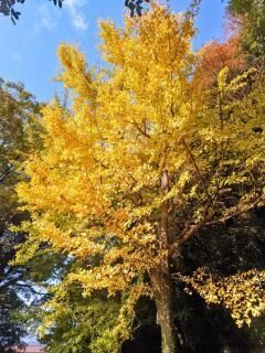 秋見つけたぁ〜(^^♪