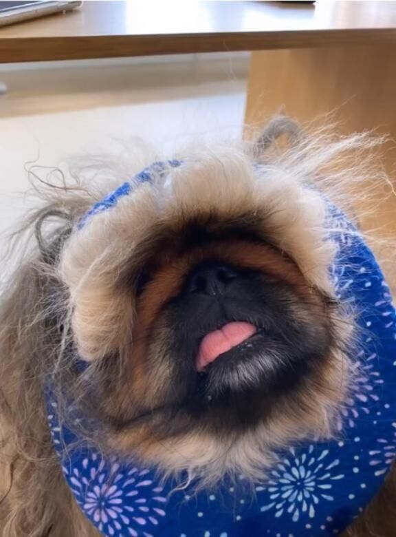 支度しなきゃー