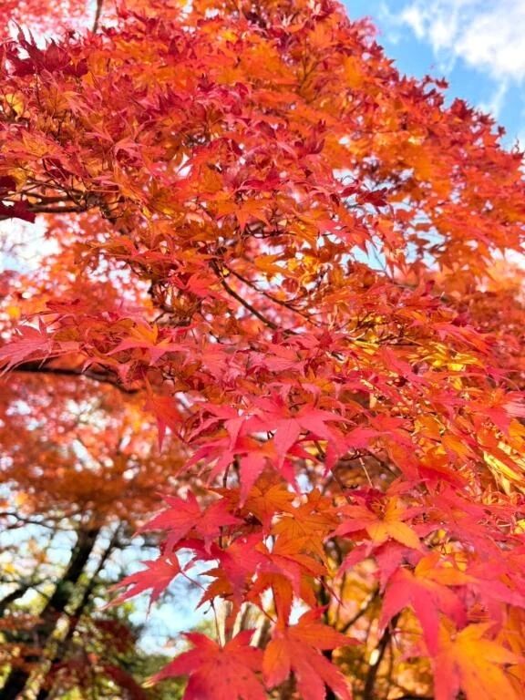 紅葉