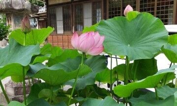 ２５日火曜　Ｏ様　Love letter