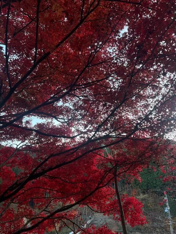 夜久しぶり&#129655;