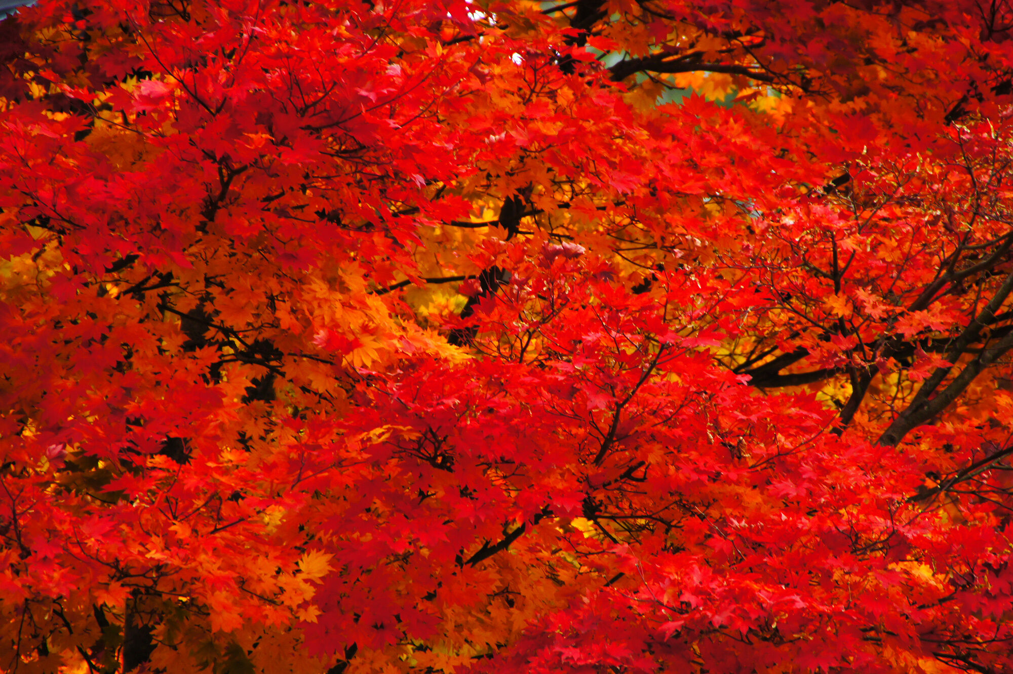 おはようございます