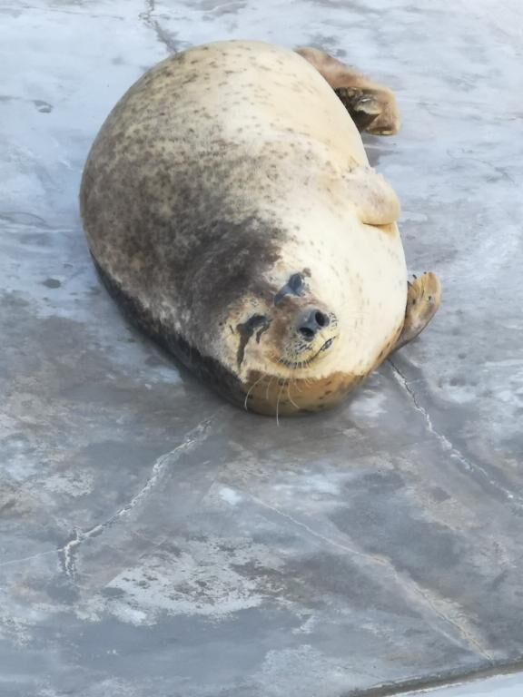 ムフー(&#11805;&#11805;&macr;&#42163;&macr;)