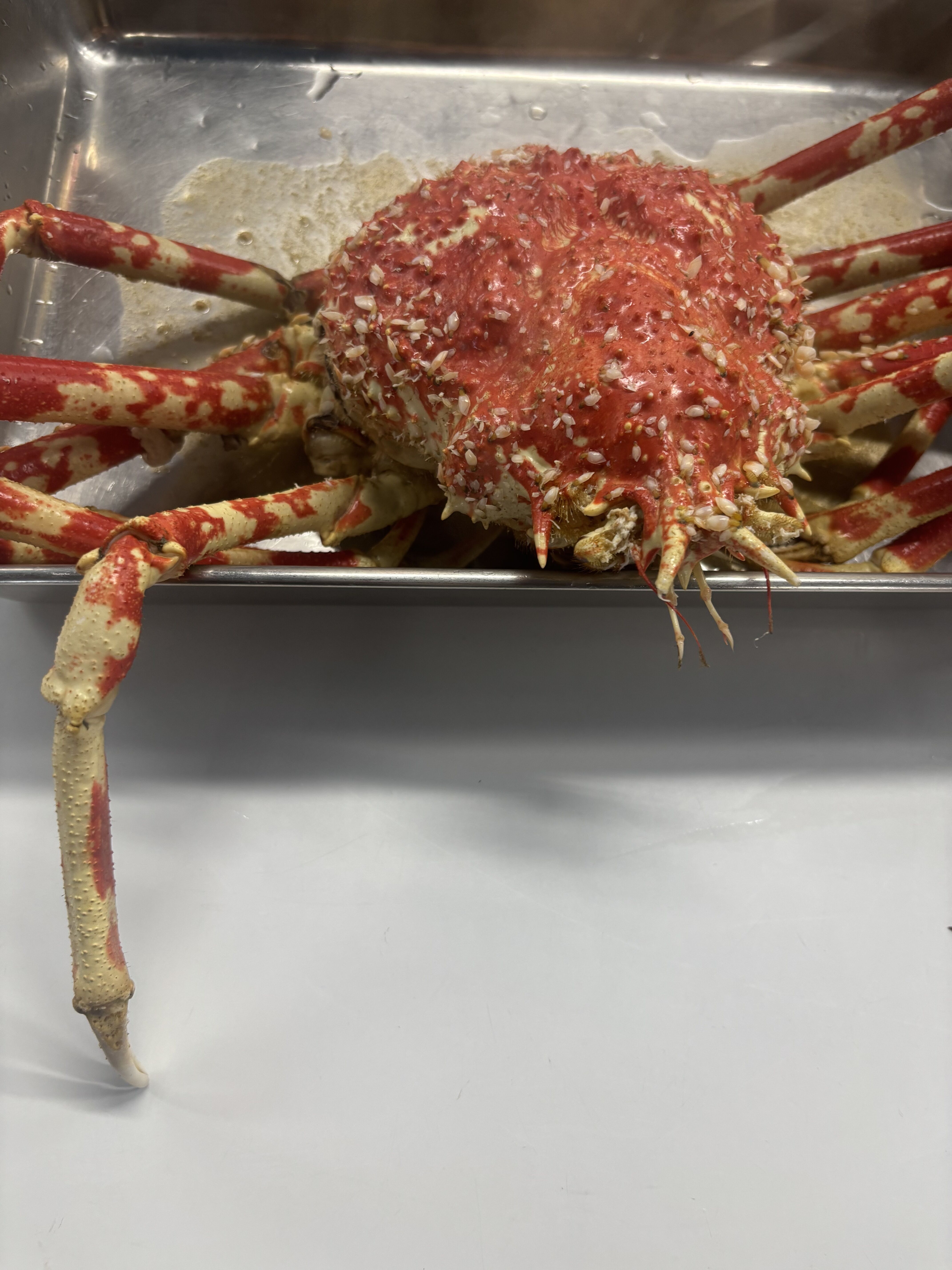 蟹と私と水曜日