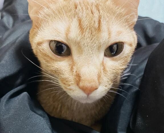 日記を書かない