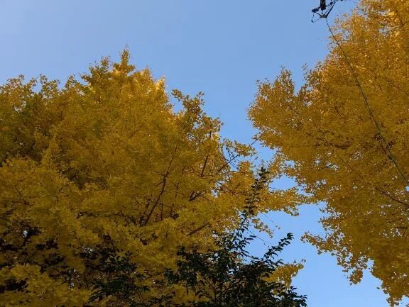 おはよのございます♪