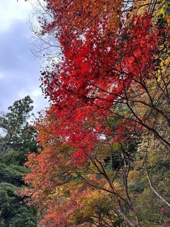 おはようございます☀️｡°