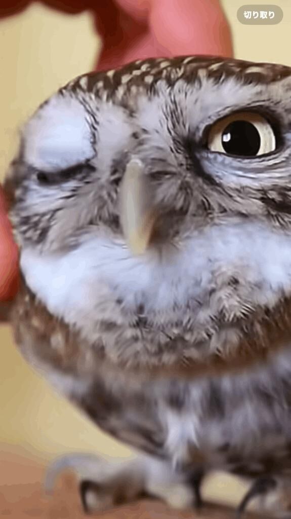 　　　　　　こんにちはひみ