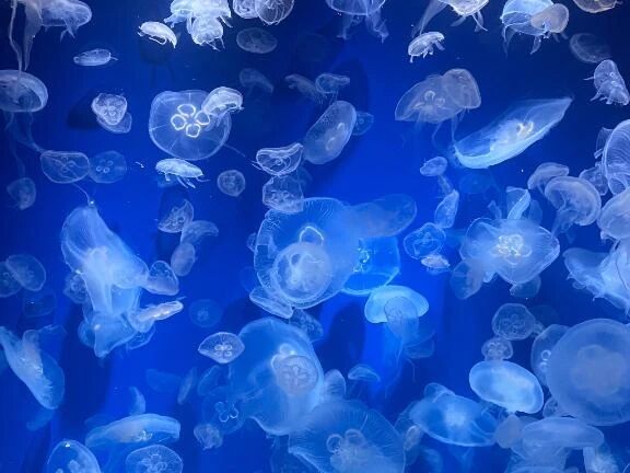 受付終了です&#128037;