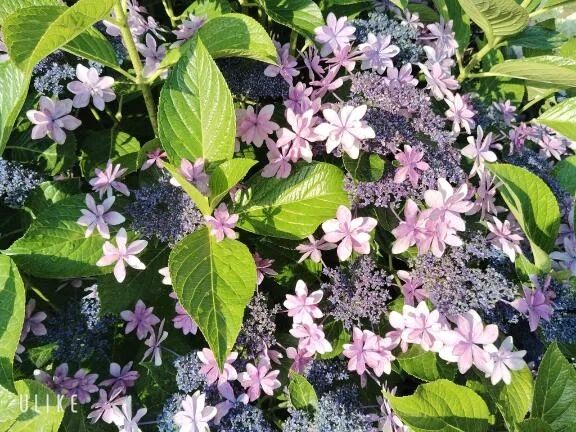 おはよ|qд･\,\,)  ❤︎