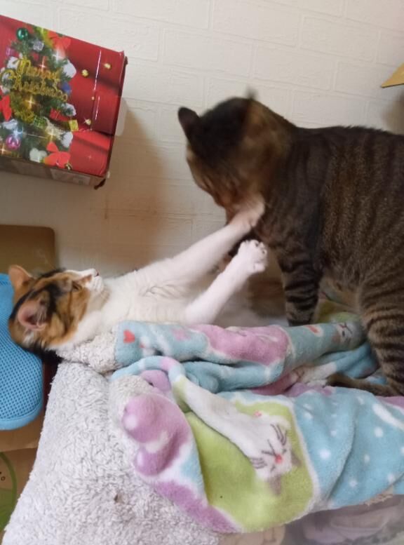 【来週のシフト】