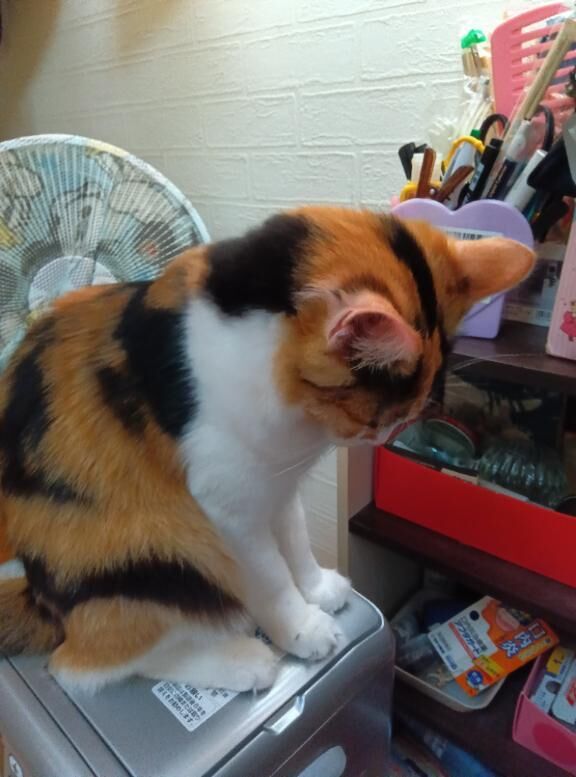 中津川711の殿方様