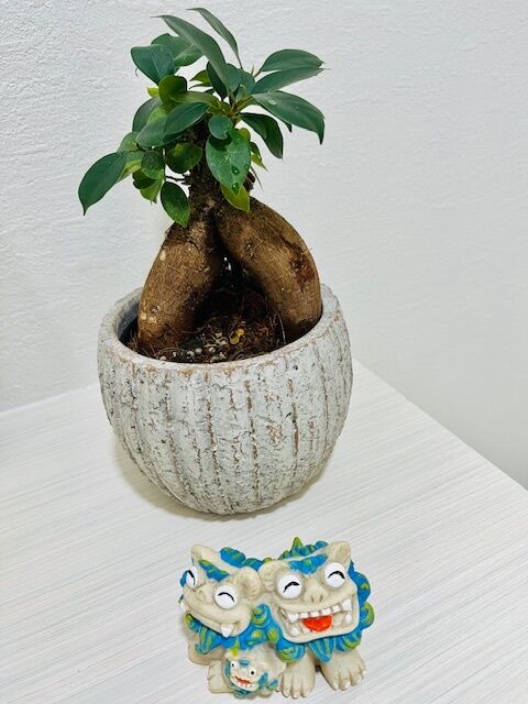 お迎えしたよ♡