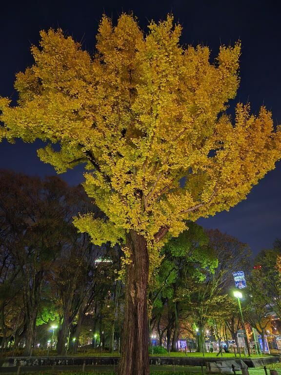 秋を見つけました