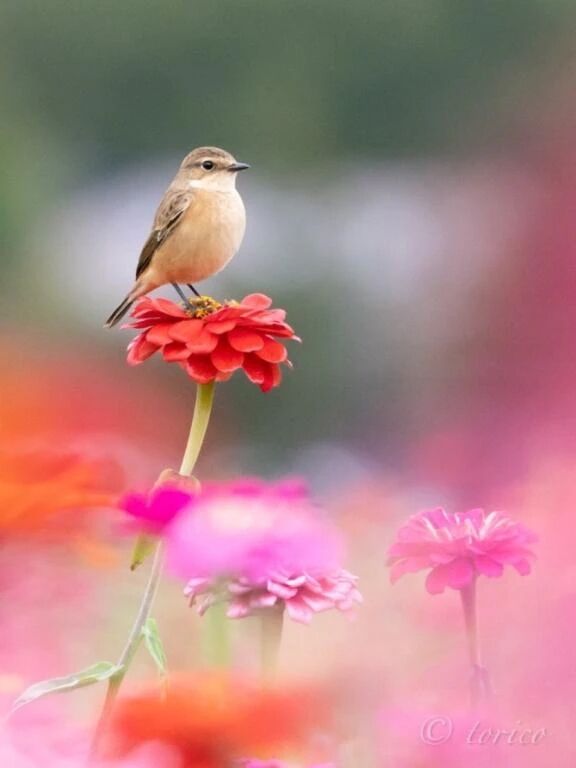 明日のお誘い...