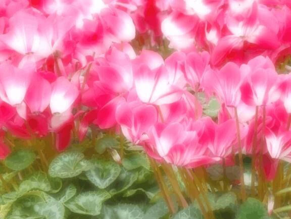 もうだね(ㆁωㆁ*)