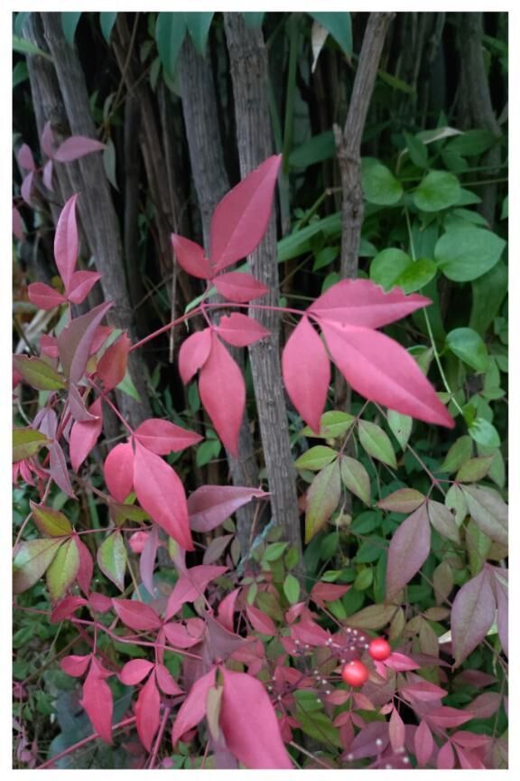 もう12月なのねー