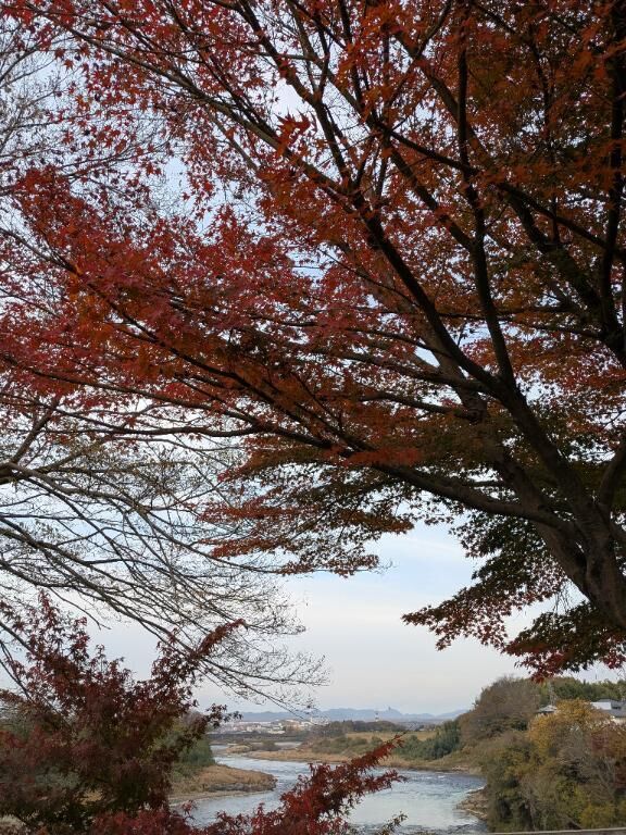 オキニトークに関して