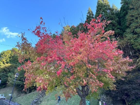 ☆ 今日のポエム ☆