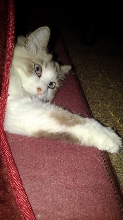 ブルっとこない