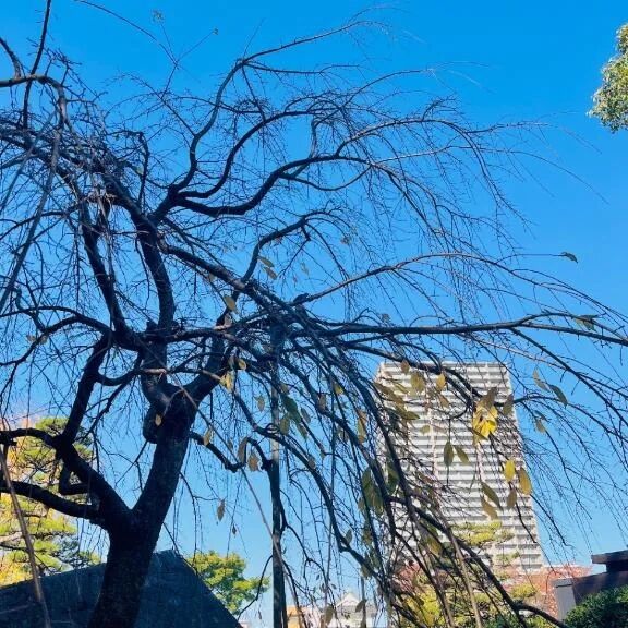 急に冬じゃん。。。⛄️