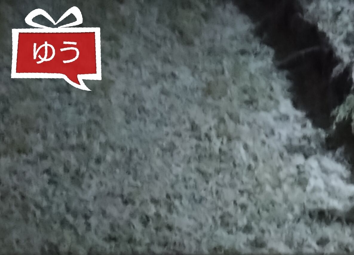 ゴイスーな昨夜