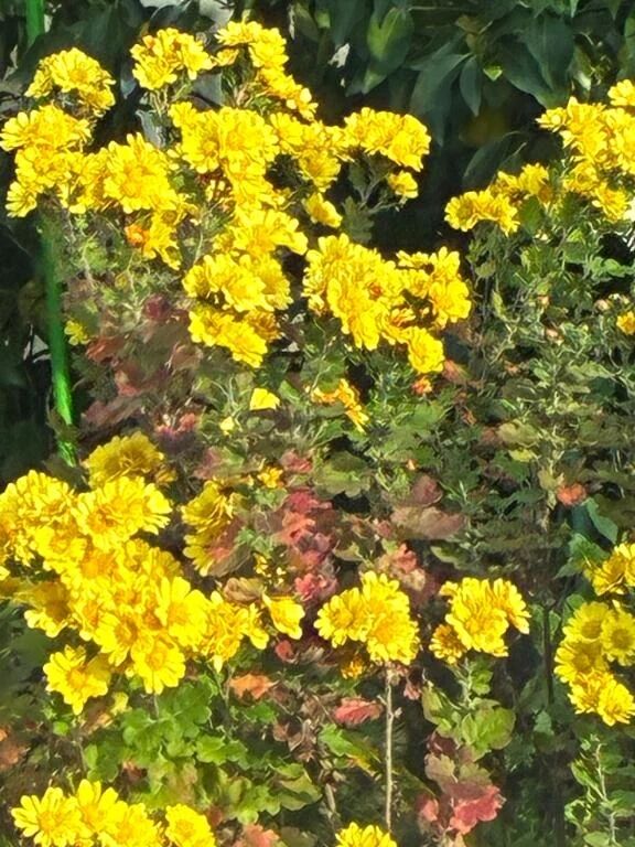 虜クリスマス⛄️