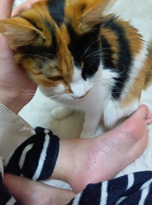 ダイナソーの殿方様