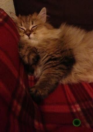 雪が降ったのは……