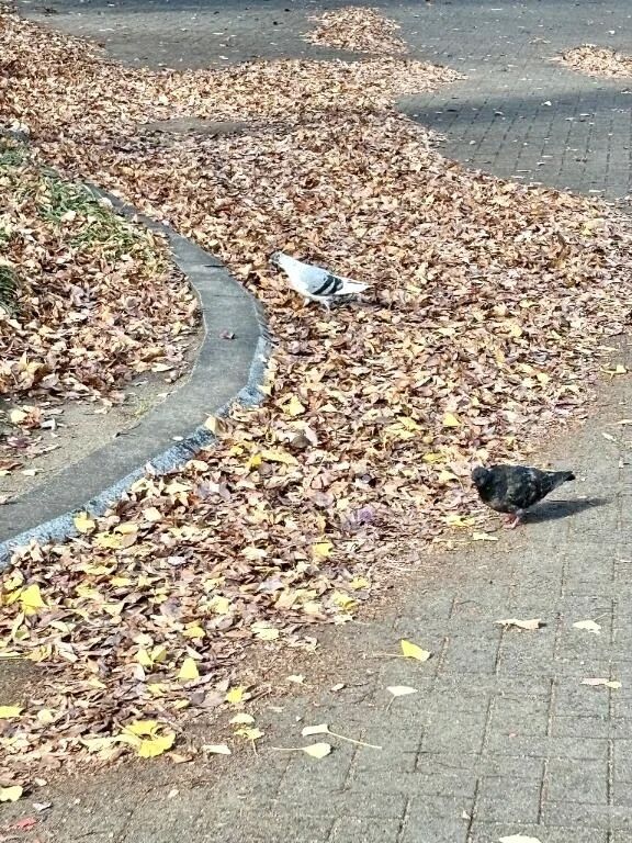 モノクロ- ̗̀懶  ̖́-