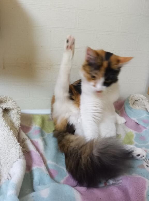 カントリーホテルの殿方様