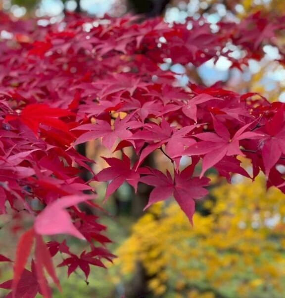 おやすみなさい