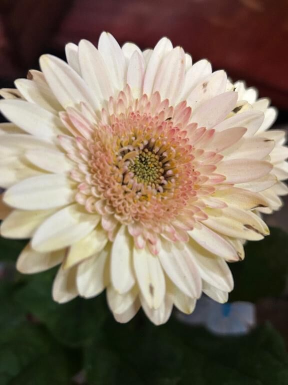 ありがとうございます♡