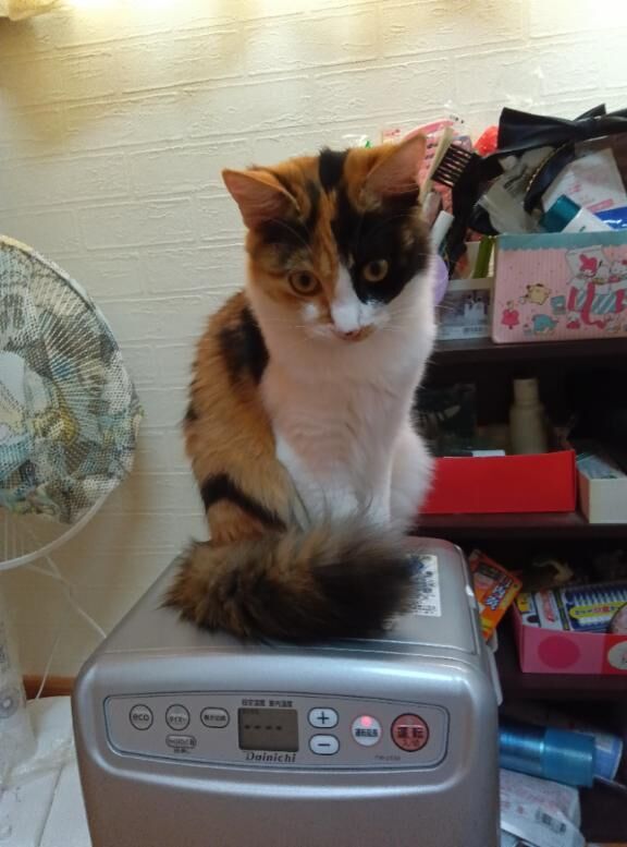 パーティーパーティー208の殿方様