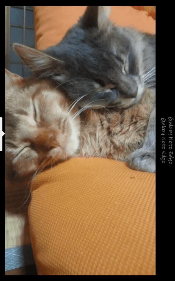 おはようございます