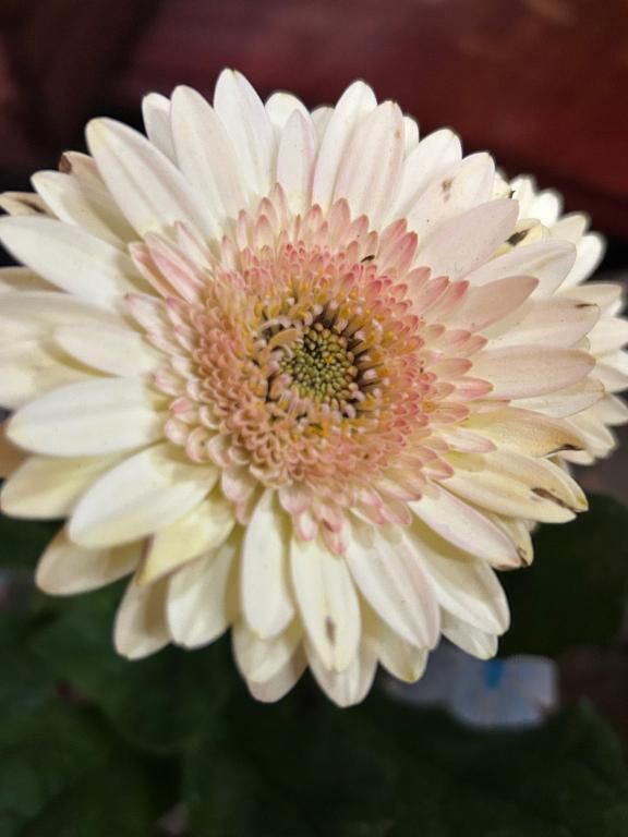 ありがとうございます♡