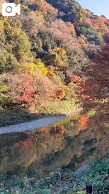 紅葉が