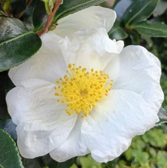 ありがとう