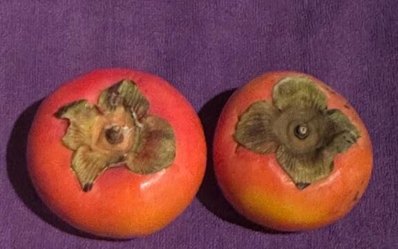 柿、ありがとう