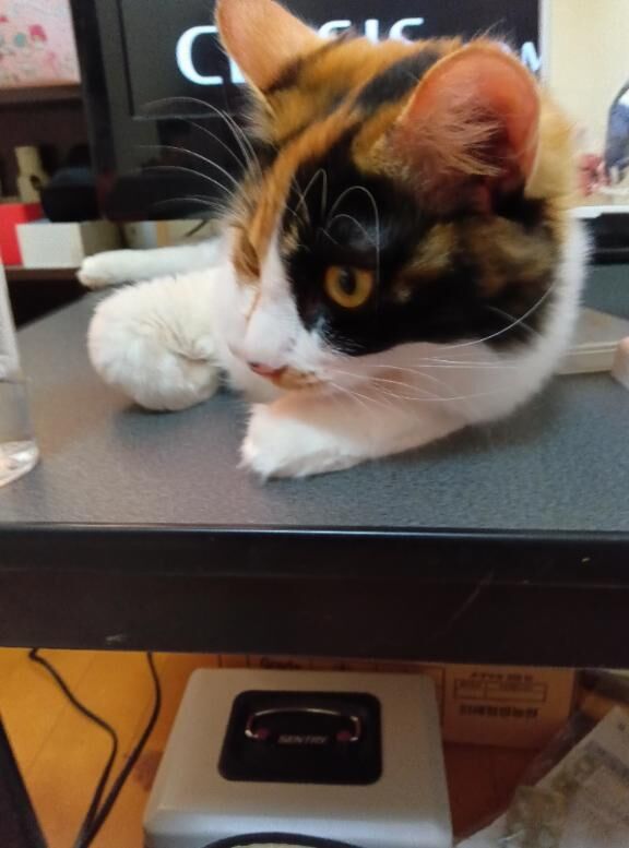 おはようございます