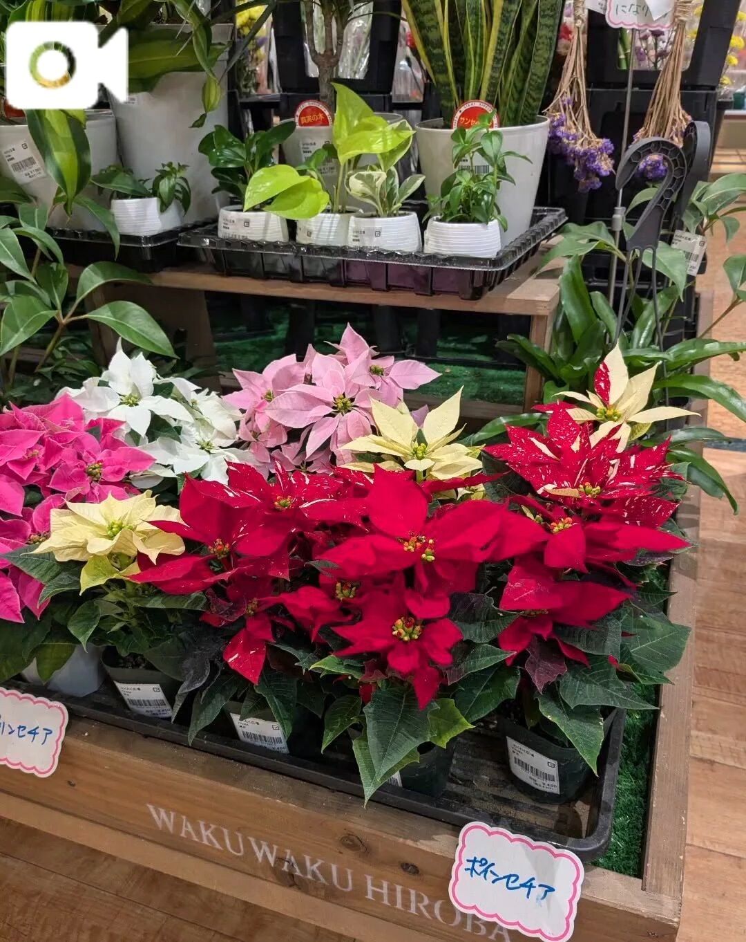 おはようございます