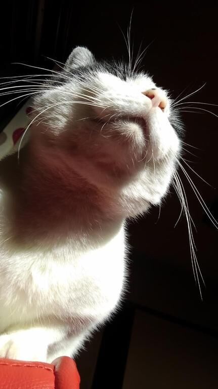 衝撃メニューか