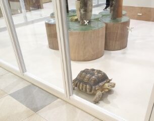 のろまな亀です