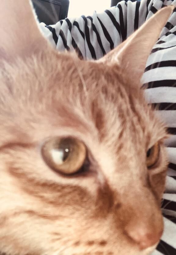 私の猫ちゃん♡