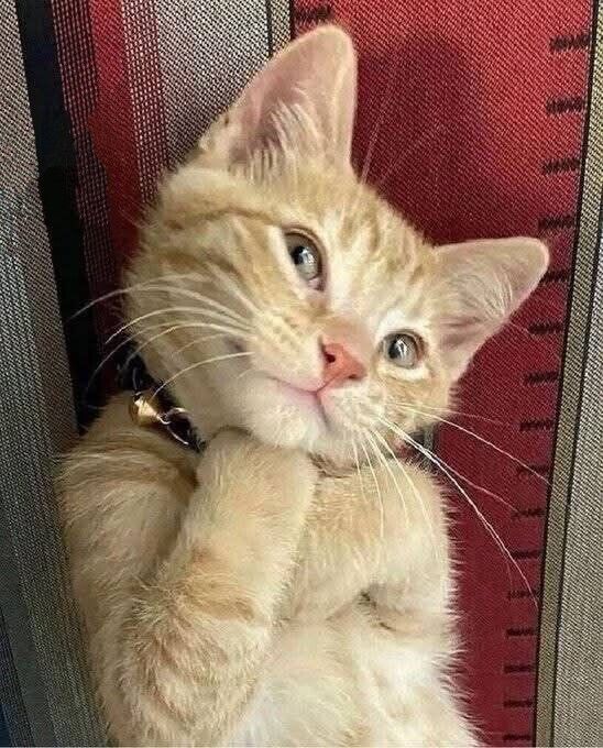 お知らせです！