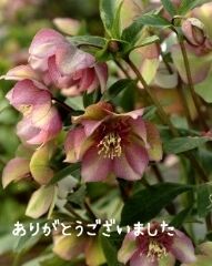 ありがとうございました