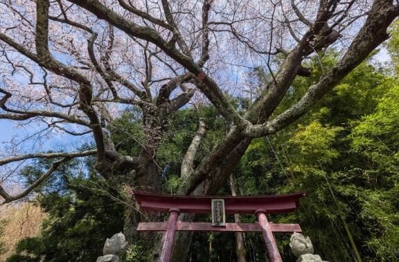 [お題]from:ねずみさん